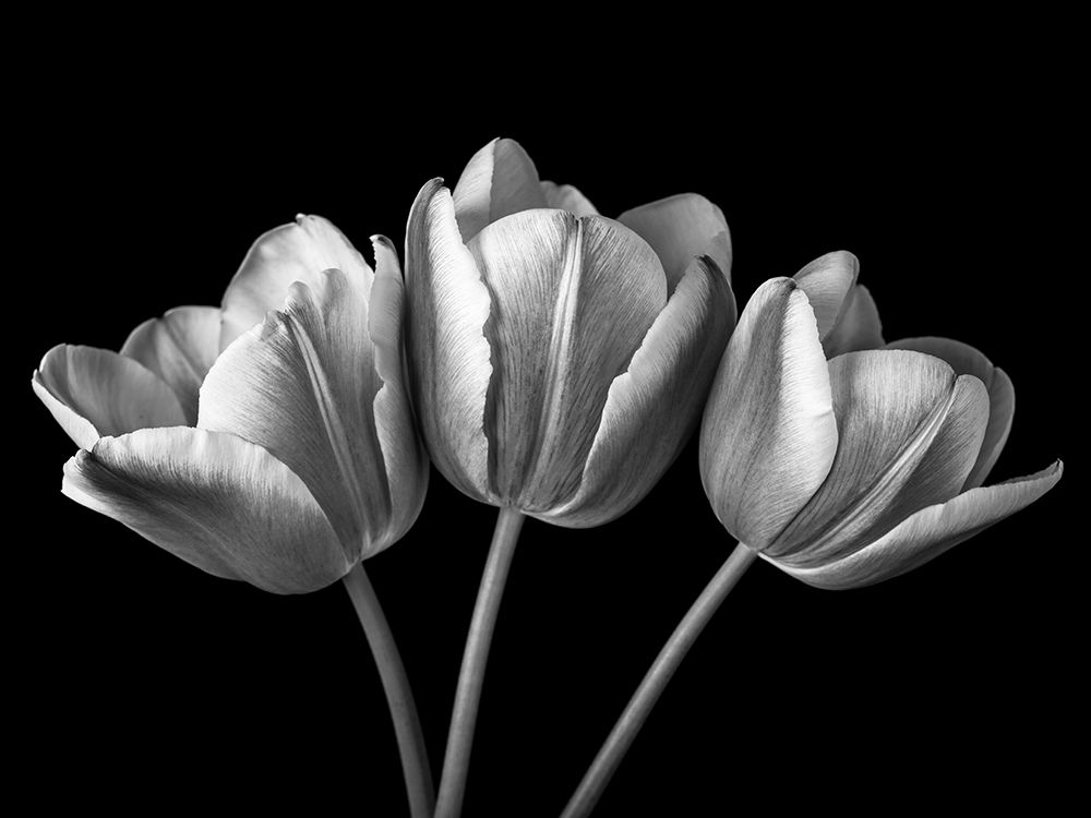 Tulip flowers on black background, FTBR-1793 Poster Print by Assaf Frank - Item # VARPDXAF20100428087C08