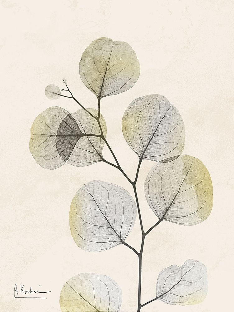 Sunkissed Eucalyptus 3 Poster Print by Albert Koetsier - Item # VARPDXAK8RC190E