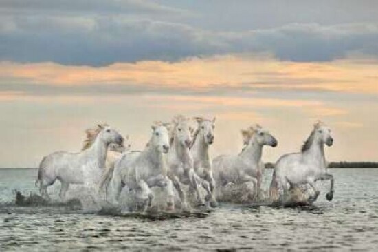 Camargue Horses - France Poster Print by Xavier Ortega - Item # VARPDXOXP104