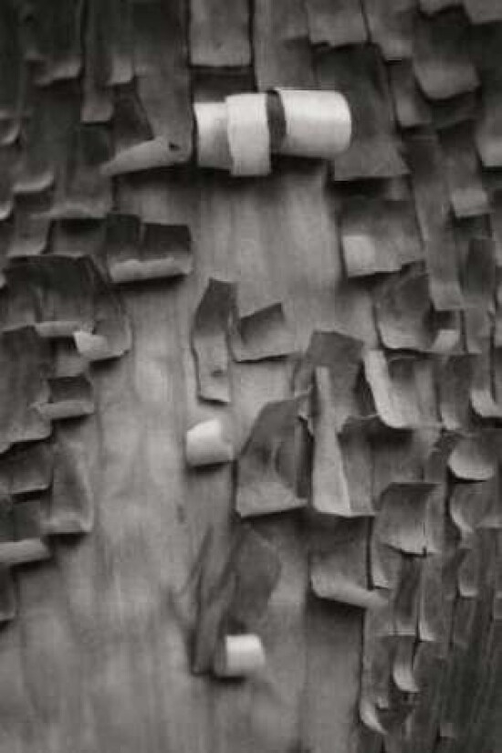 Menzanita Mosaic II Poster Print by Vitaly Geyman - Item # VARPDXPSVIT462