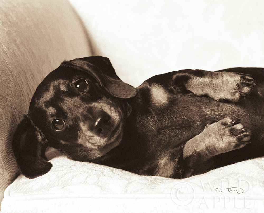 Dachshund Diva Poster Print by Jim Dratfield - Item # VARPDX2638