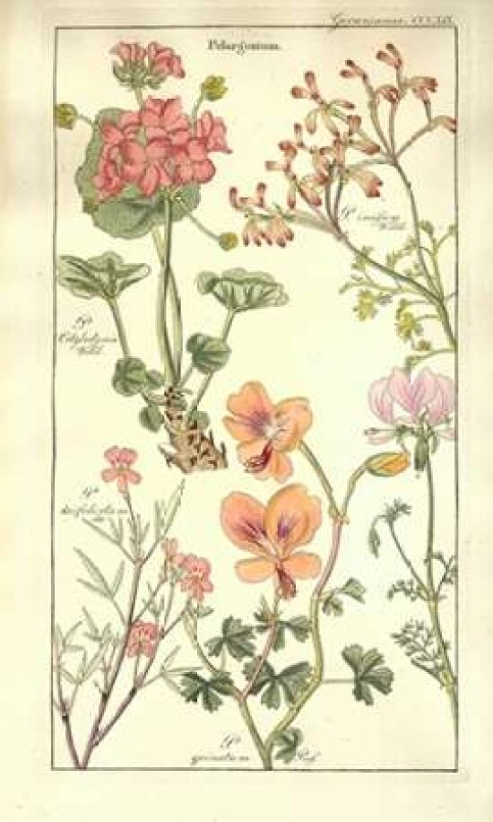 Geraniums Poster Print by  David Dietrich - Item # VARPDXDD04