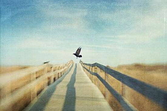 Fly Poster Print by Dawn D. Hanna - Item # VARPDXH1060D