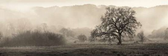 Meadow Oak Tree Poster Print by Alan Blaustein - Item # VARPDXB1289D