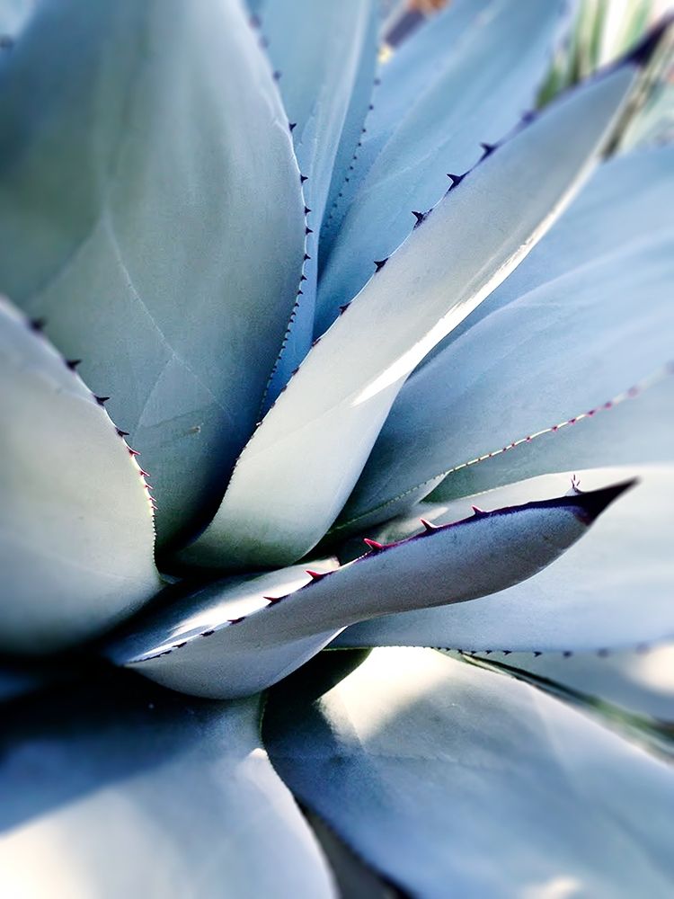 Giant Succulent I Poster Print by Kali Wilson - Item # VARPDX13728