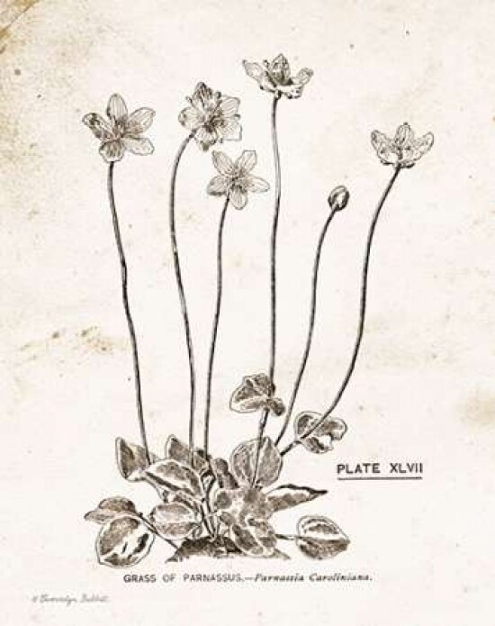 Flower Plate I Poster Print by Gwendolyn Babbitt - Item # VARPDXBAB449