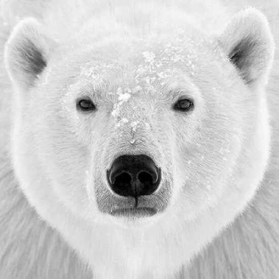 Polar Bear Poster Print by  PhotoINC Studio - Item # VARPDXP935D