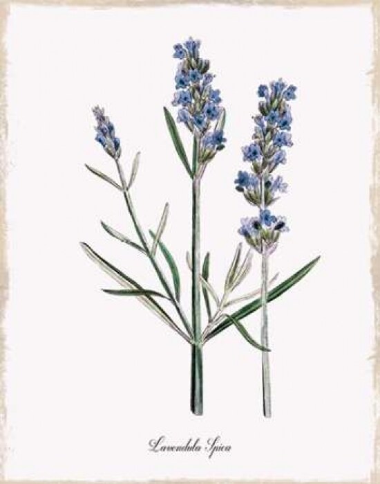 Lavender Poster Print by Kelly Donovan - Item # VARPDX17822
