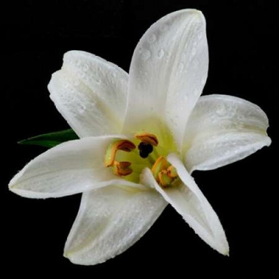 Lily on Black II Poster Print by Jim Christensen - Item # VARPDXPSCRS164