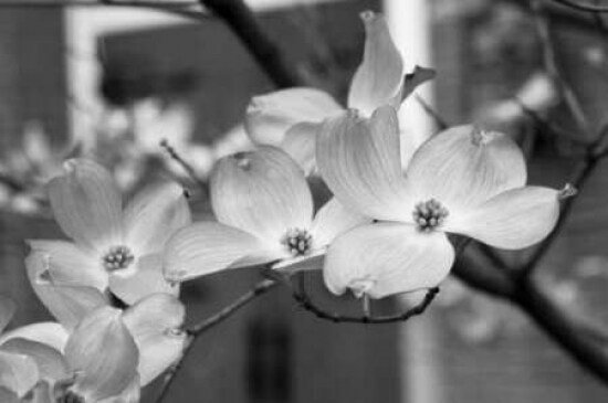 Dogwood Blossoms II BW Poster Print by Erin Berzel - Item # VARPDXPSBZL573