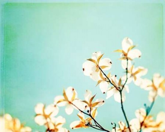 Blossoms Adrift Poster Print by Carolyn Cochrane - Item # VARPDXC921D