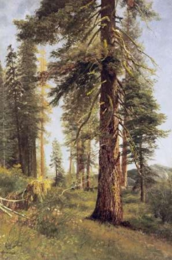 California Redwoods Poster Print by  Albert Bierstadt - Item # VARPDX267731