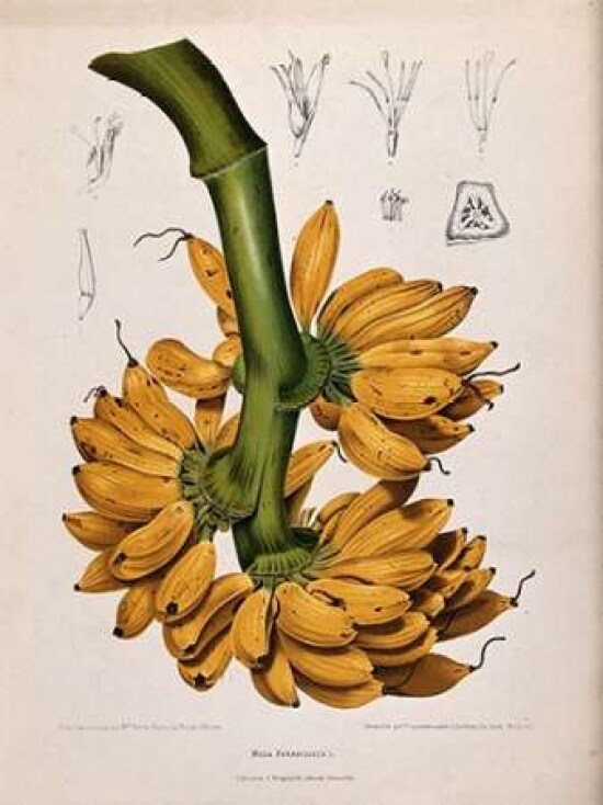 Plantain, Banana Poster Print by  Madame Van Nooten - Item # VARPDXBVN33