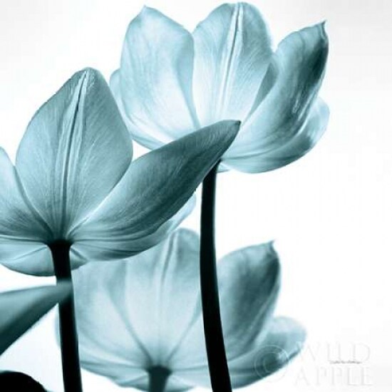 Translucent Tulips III Sq Aqua Crop Poster Print by Debra Van Swearingen - Item # VARPDX28922