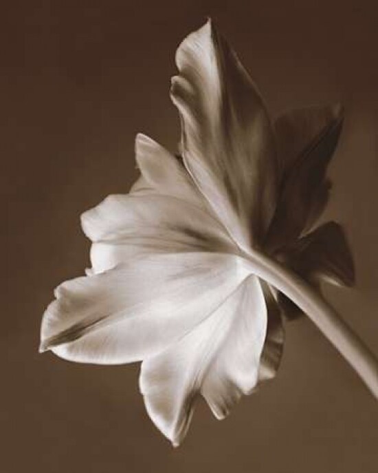 Moonglow Tulip Poster Print by Rebecca Swanson - Item # VARPDXS782D