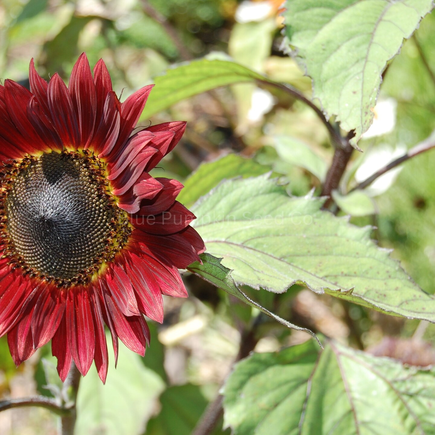 Chocolate Cherry sunflower seeds | MakerPlace by Michaels
