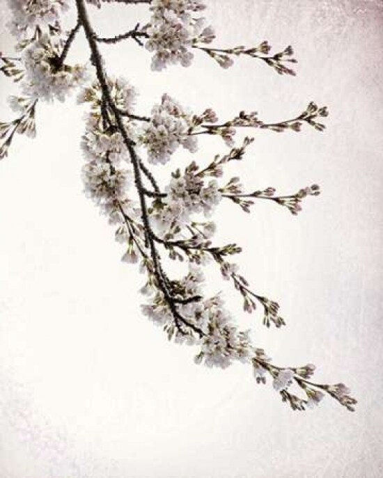 Flowering Cherry I Poster Print by Kathy Mahan - Item # VARPDXPSMHN712