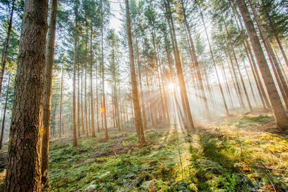 Sunflare 1 Poster Print by Sander Van Laar - Item # VARPDX11049