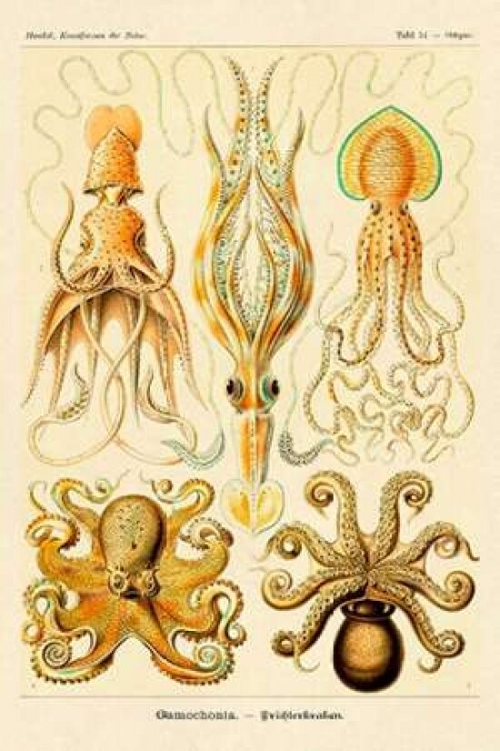 Haeckel Nature Illustrations: Cephlopods Poster Print by  Ernst Haeckel - Item # VARPDX449718