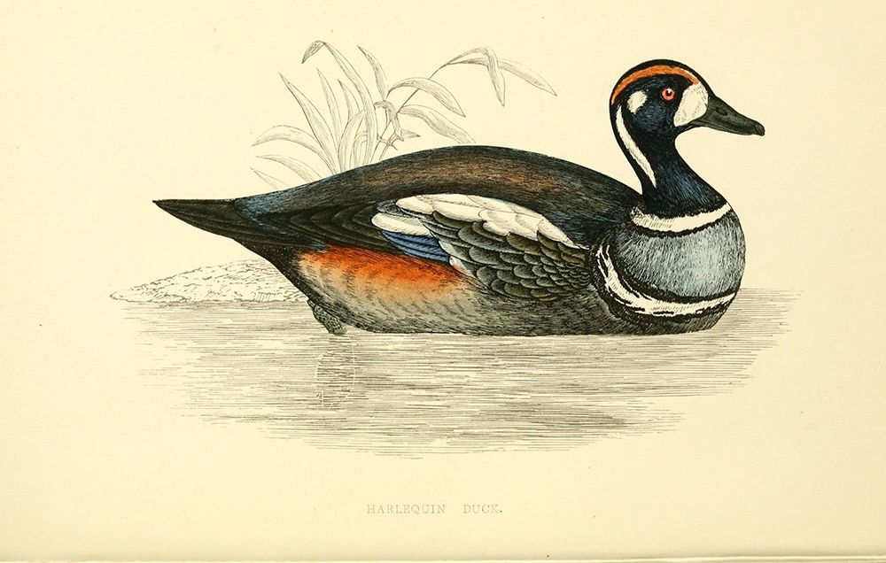 Harlequin Duck Poster Print by Rev FO Morris - Item # VARPDXFOM14