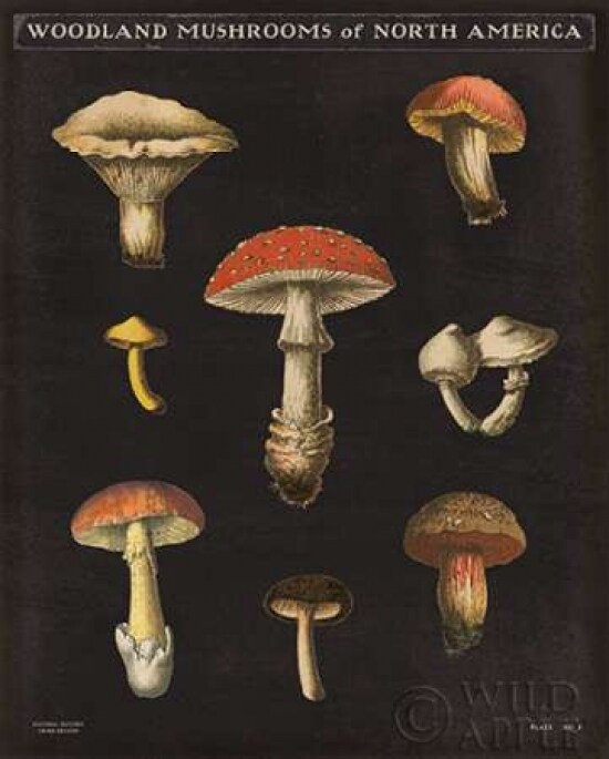 Mushroom Chart II Poster Print by Wild Apple Portfolio - Item # VARPDX28171
