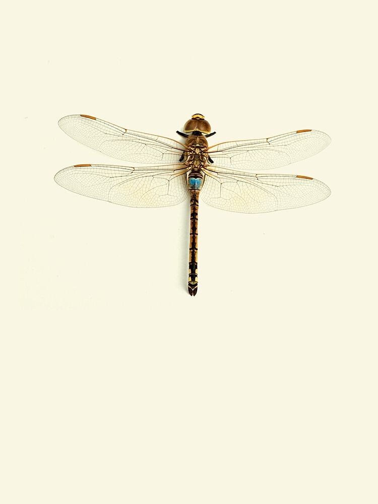 Dragonfly I Poster Print by Incado - Item # VARPDXIN99035
