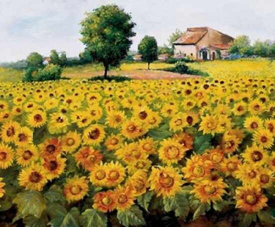 Field with sunflowers Poster Print by Johan Bosman - Item # VARPDXJB013