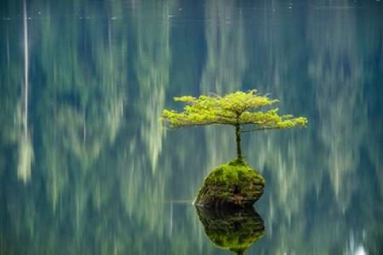 Fairy Lake Bonsai Poster Print by Tim Oldford - Item # VARPDXO220D