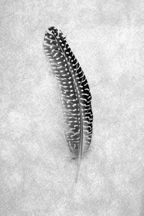 Feathers - 5 Poster Print by Alan Blaustein - Item # VARPDXABSLF114