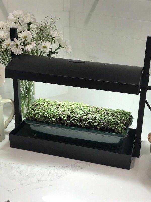 LED Microgreen Grow System - Everything you Need!