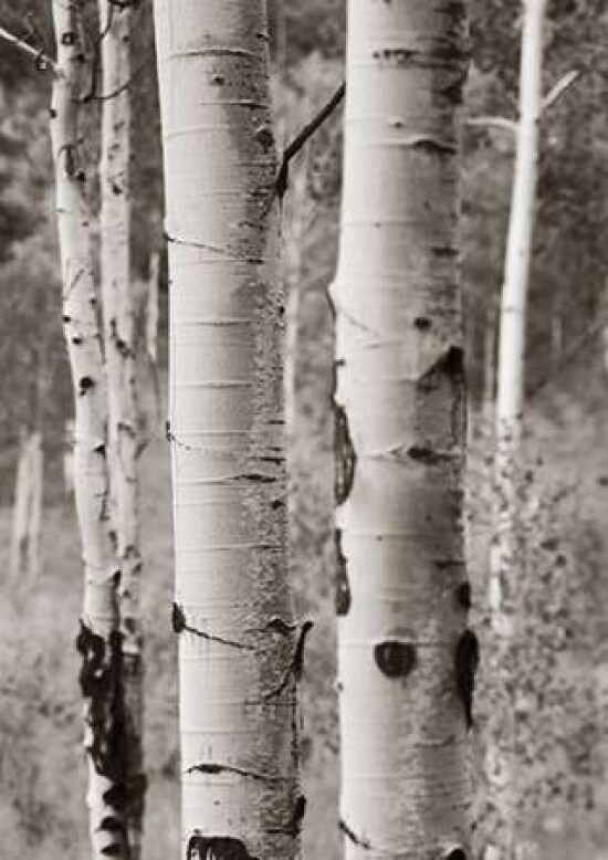 Aspens II Poster Print by Debra Van Swearingen - Item # VARPDX23506