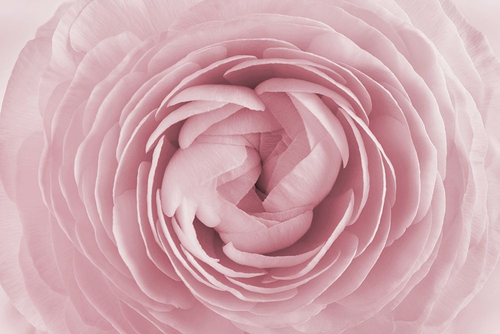 Rose Poster Print by PhotoINC Studio - Item # VARPDXIN99068