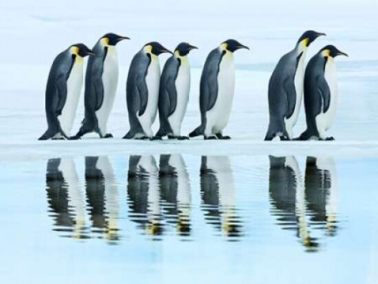 Emperor penguin group, Antarctica Poster Print by  Frank Krahmer - Item # VARPDX3FK3163
