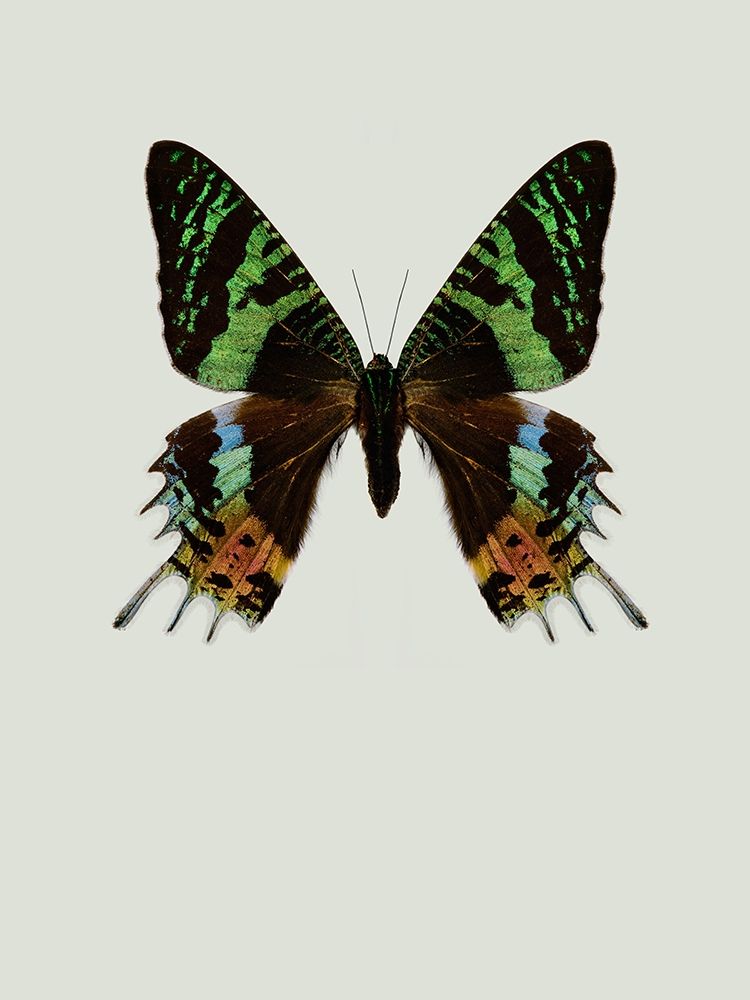 Chrysiridia Rhipheus Poster Print by Incado - Item # VARPDXIN99031