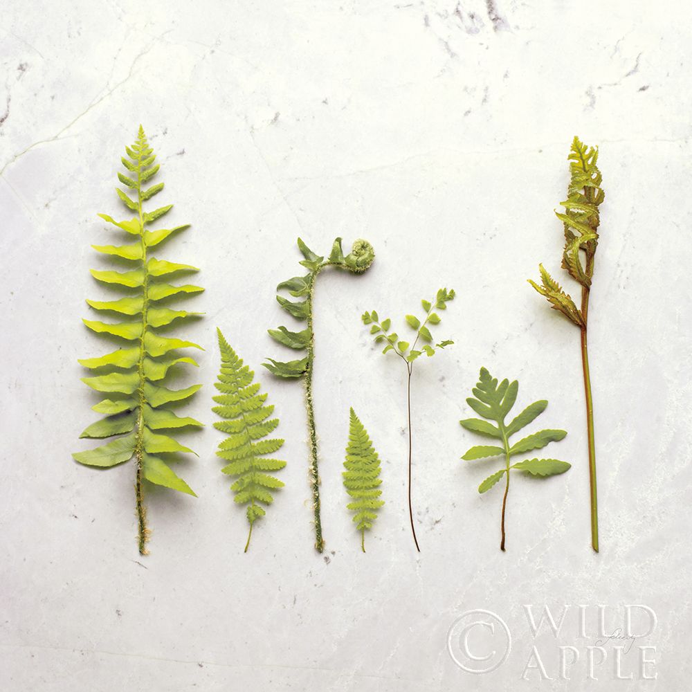 Flat Lay Ferns III Poster Print by Felicity Bradley - Item # VARPDX45706
