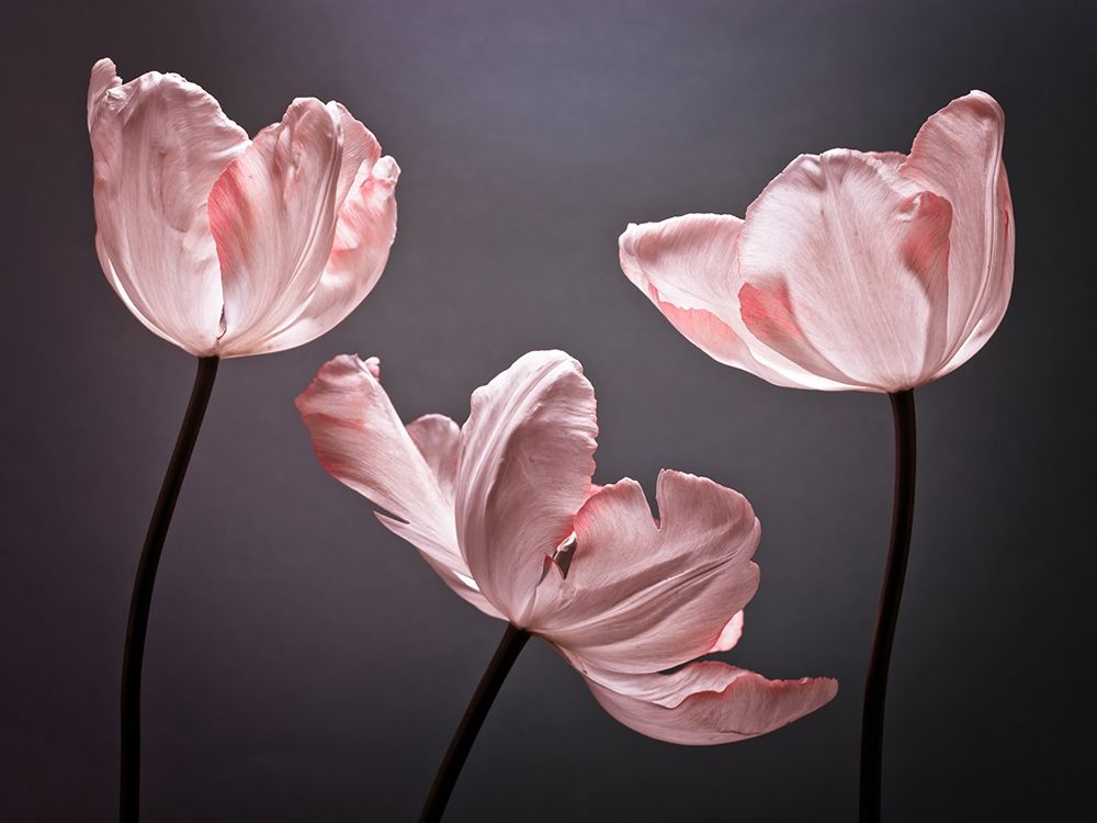 Three Tulips, FTBR-1823 Poster Print by Assaf Frank - Item # VARPDXAF20120509197C03