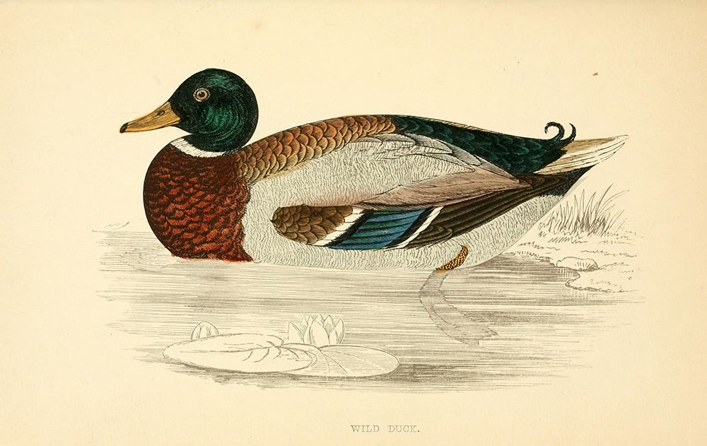 Wild Duck Poster Print by Rev FO Morris - Item # VARPDXFOM08