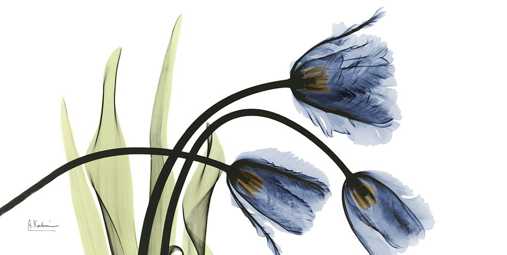 Tulip Blues by Unknown - Item # VARPDXAK8RN001A