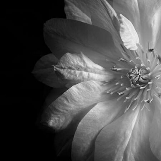 Clematis Poster Print by Dawn Le Blanc
