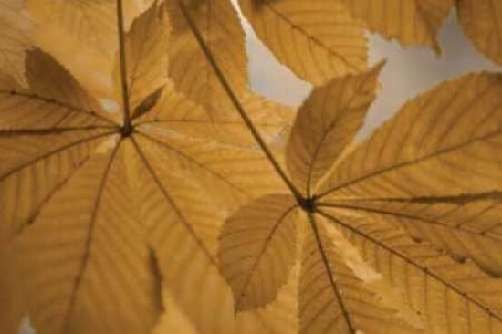 Chestnut Leaves Duet II Brown Poster Print by Vitaly Geyman - Item # VARPDXPSVIT298