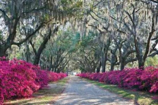 Azaleas Bonaventure Poster Print by Winthrope Hiers - Item # VARPDXH916D