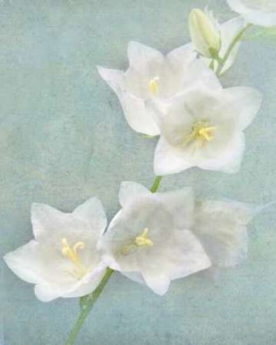 Aqua Floral IV Poster Print by Amy Melious - Item # VARPDXMEL440