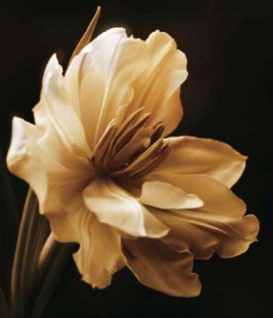 Timeless Grace I Poster Print by Charles Britt - Item # VARPDX5394