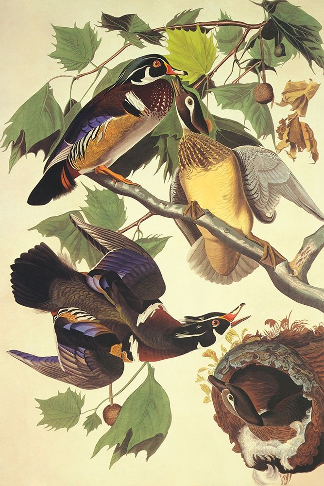 Summer Or Wood Duck Poster Print by John James Audubon - Item # VARPDX197783