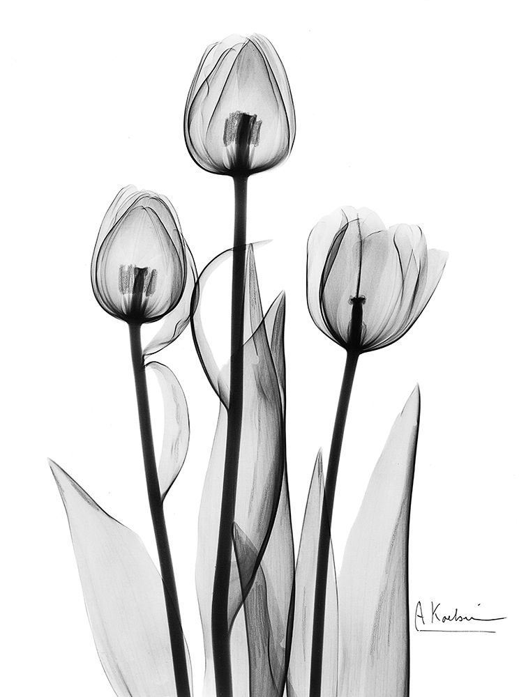 Tulips Black and White Poster Print by Albert Koetsier - Item # VARPDXAKRC129A
