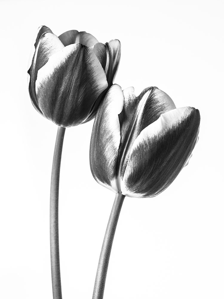 Tulips on white background, FTBR-1791 Poster Print by Assaf Frank - Item # VARPDXAF20100422053C05