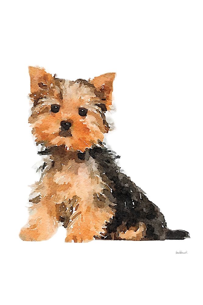 Yorkie Poster Print by Amanda Greenwood # AGD116458