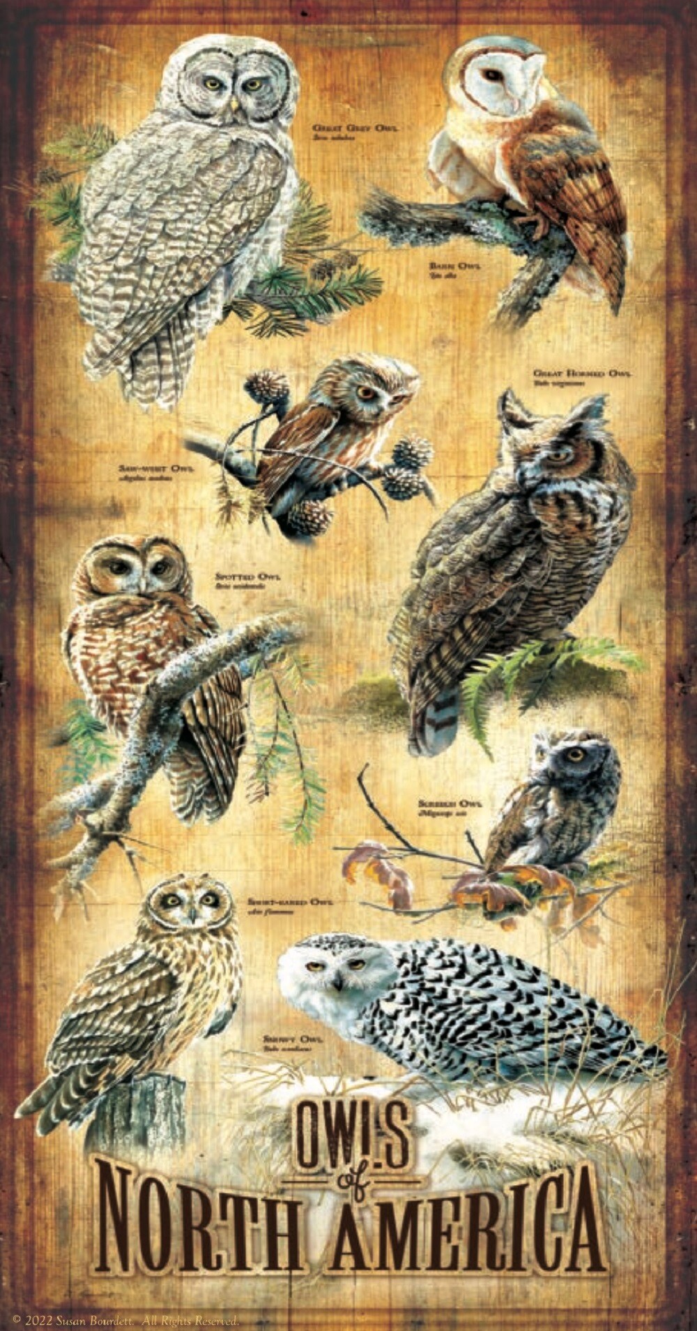 Sunsout Owls of North America 500 pc   Jigsaw Puzzle 66415