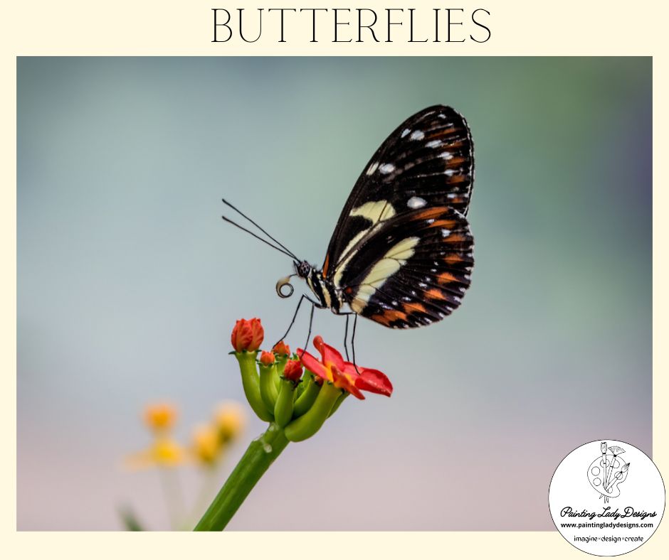 Butterfly Collection- Set of 4  Stunning Images  included