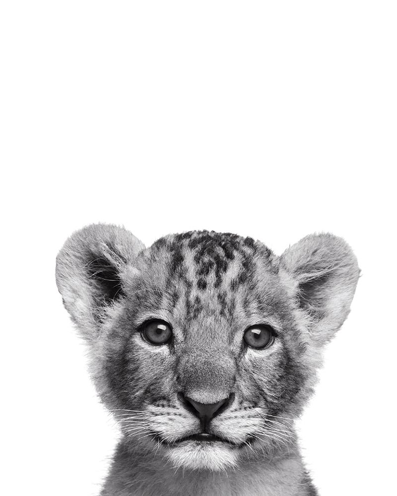 Lionceau Rigolo Poster Print by Braun Studio Braun Studio # H3261